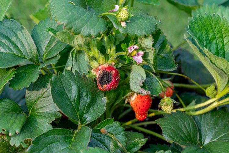 Ilustrasi buah strawberry busuk