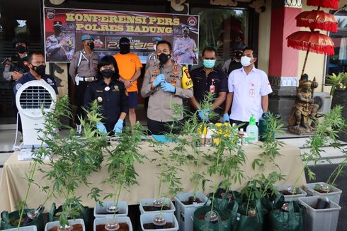 Tanam 19 Pohon Ganja di Kamar Mandi, WN Spanyol di Bali Diringkus Polisi 