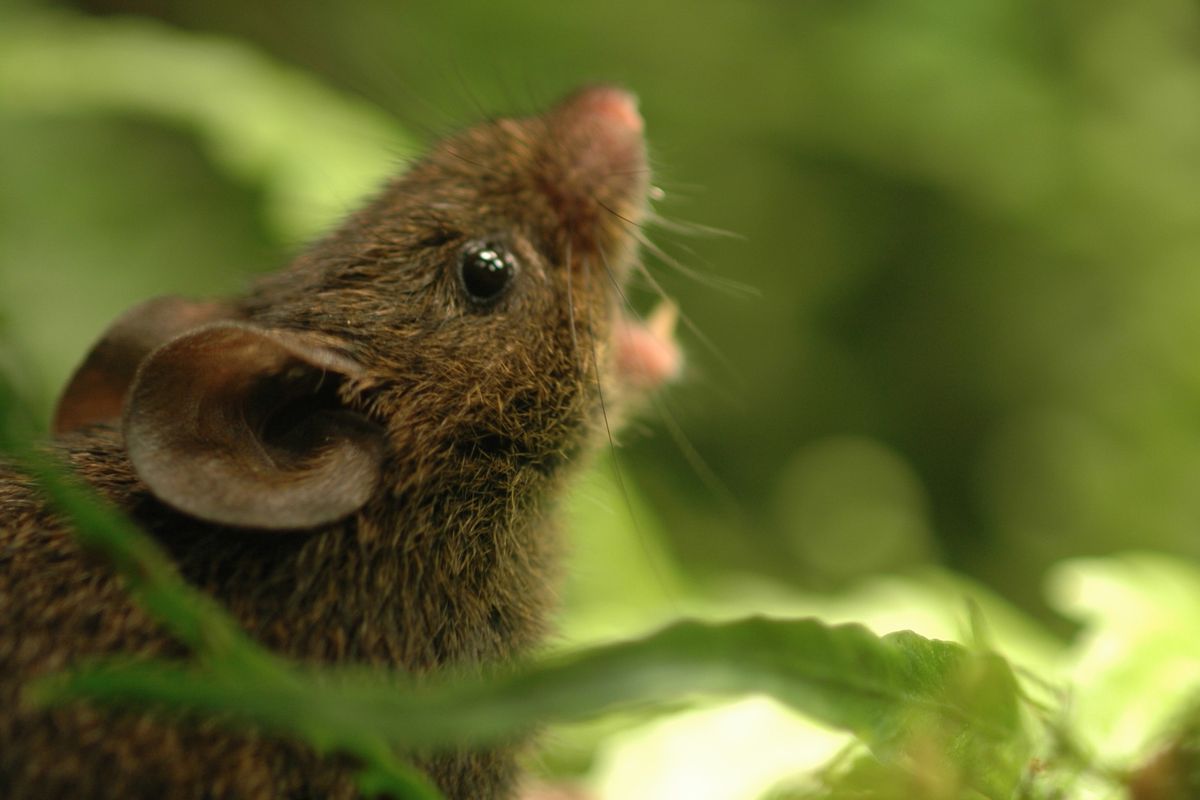 Tikus penyanyi Alston