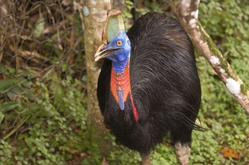 Mengenal Kasuari, Spesies Burung Paling Berbahaya di Dunia