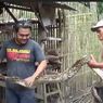 Warga Magetan Tembak Ular Piton dengan Senapan Angin, Ditemukan di Kandang Ayam