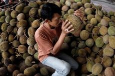 Ribuan Orang Mengantre Demi Durian Gratis di Desa Medowo