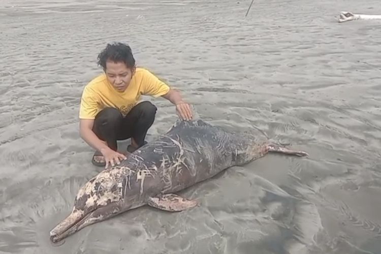 Lumba-lumba Hidung Botol Ditemukan Mati Terdampar di Perairan Seluma Bengkulu, Tubuh Dipenuhi Luka Gores