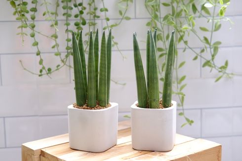 Baru Mulai Berkebun Bunga? Tanam Lidah Mertua Saja