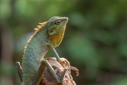 7 Reptil Lucu Ini akan Membuatmu Ingin Memeliharanya