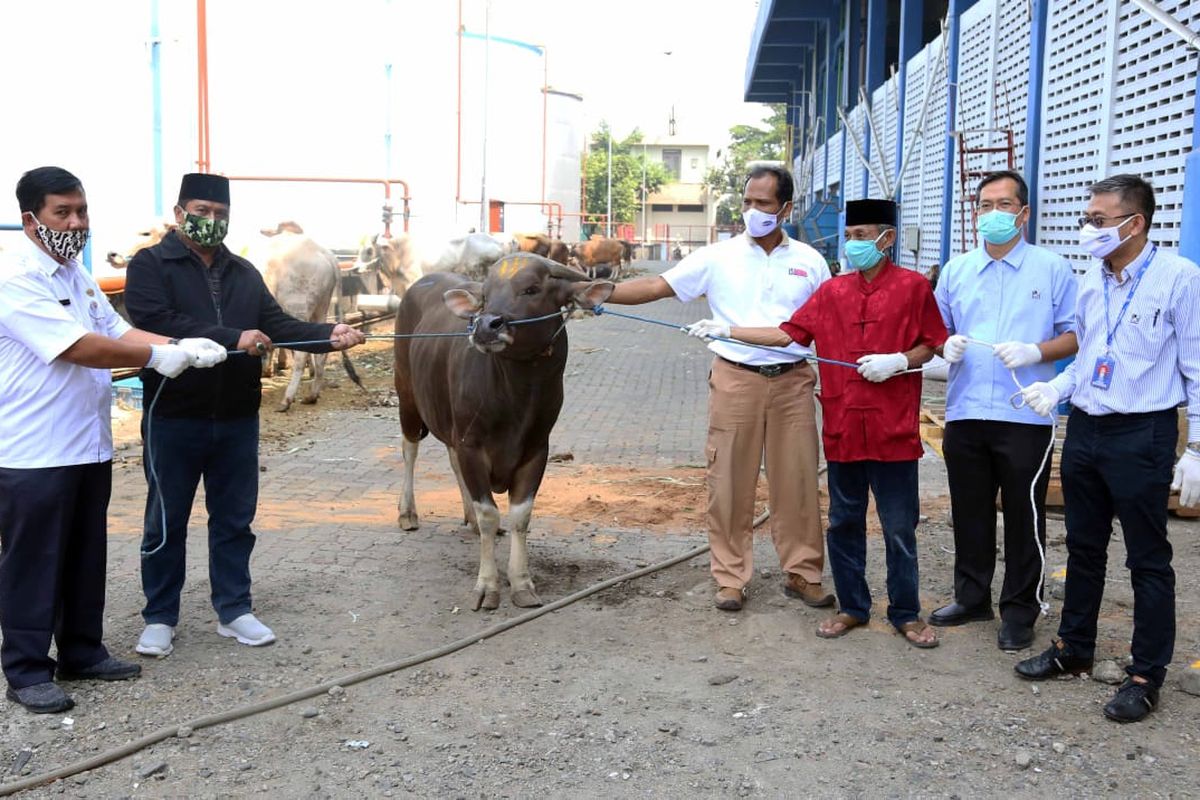 Penyerahan hewan kurban dari Bogasari