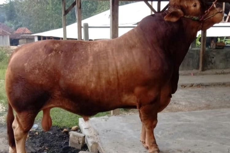 Jelang Idul Adha, Presiden Prabowo Pesan Satu Sapi dari Bangkalan