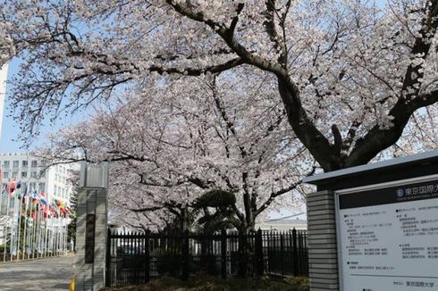 Mei Ini, Waktu Terbaik Lihat Bunga Sakura di Sapporo