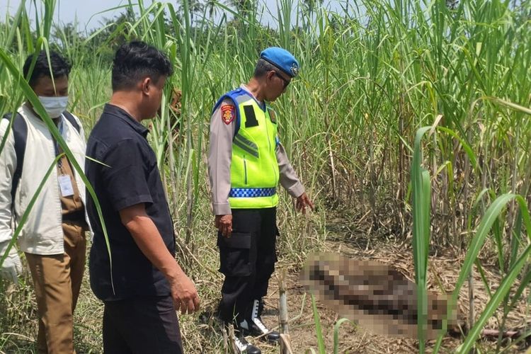 Kerangka Manusia di Temukan Di Kebun Tebu Pemalang