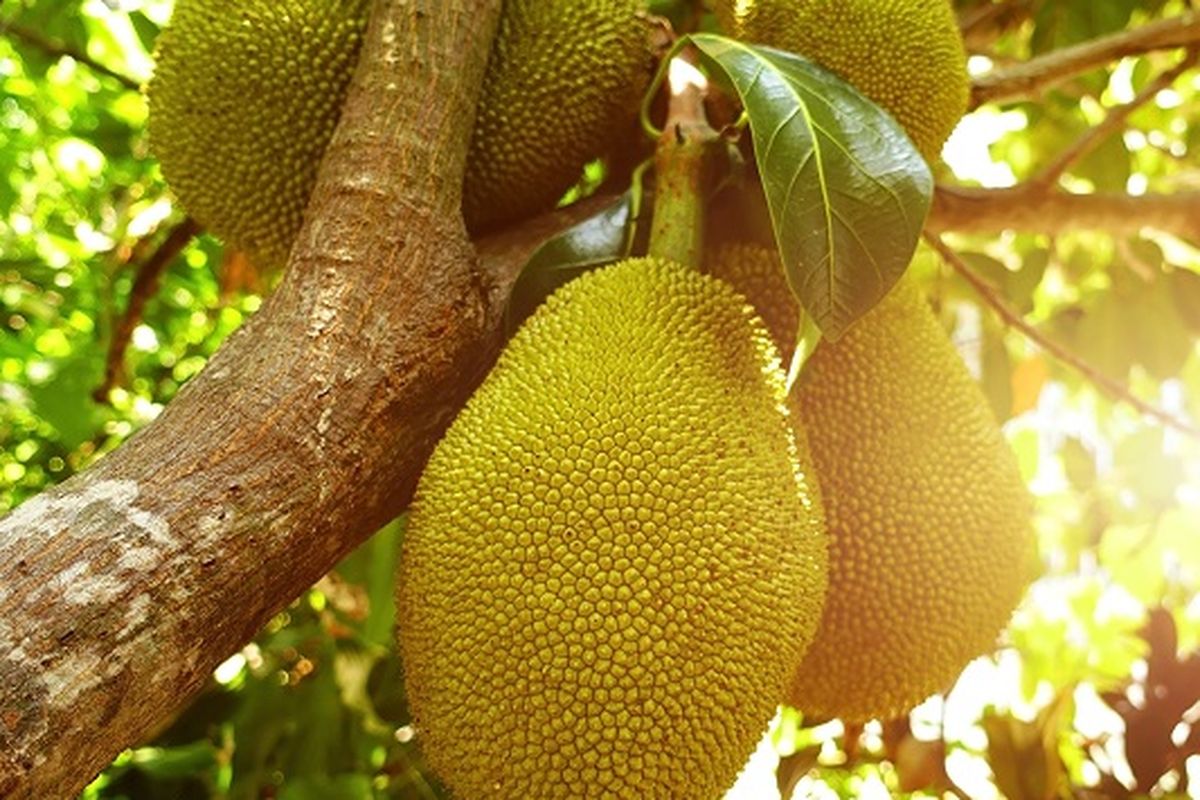 pohon nangka berbuah banyak