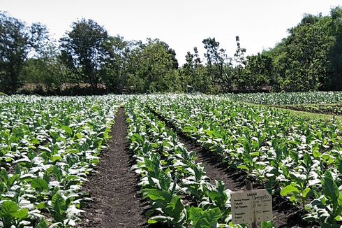 Jamin Rantai Pasok, Sampoerna Perkuat Kemitraan dengan Petani