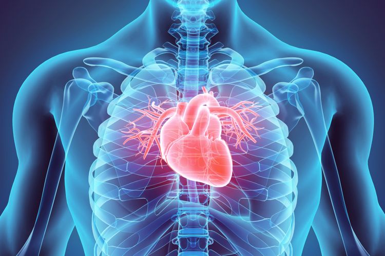 Ilustrasi jantung. Penyakit jantung terdiri dari beberapa jenis yang memengaruhinya untuk berfungsi normal, seperti penyakit arteri koroner dan aritmia. 