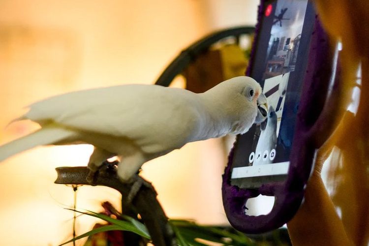 Burung beo video call.