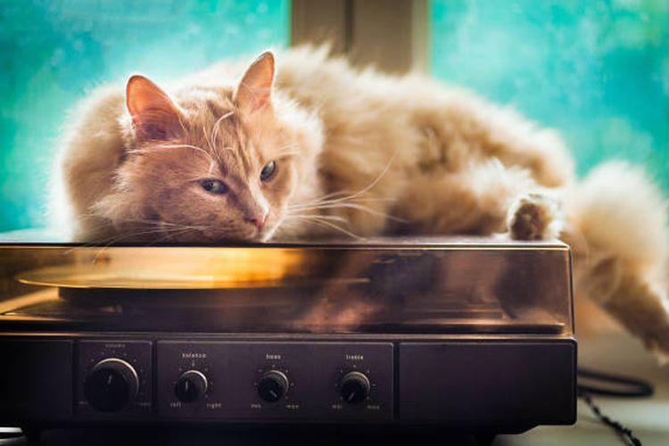 Ilustrasi kucing mendengarkan musik.