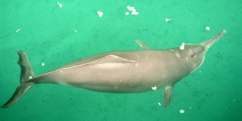 Lumba-lumba air tawar di China, dikenal dengan nama baiji, dipercaya merupakan salah satu mamalia air tawar tertua. 
