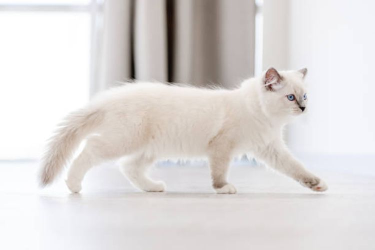7 Ras Kucing Paling Kalem dan Cocok untuk Dipelihara