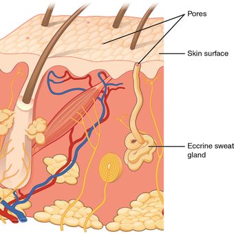 Kelenjar ekrin, tempat sebagian besar keringat diproduksi untuk mengurangi panas tubuh