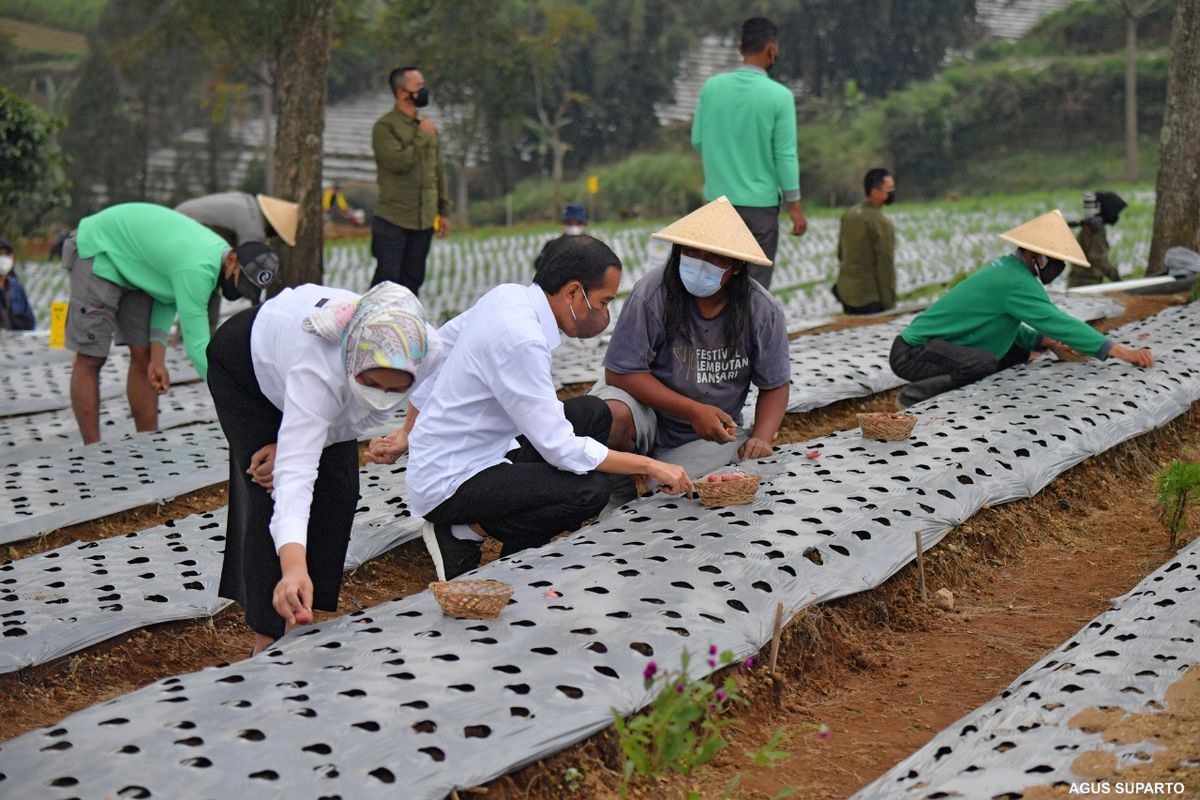 Presiden Jokowi (tengah) dan Ibu Negara Iriana (kiri) melakukan penanaman bawang merah di lokasi food estate di Desa Bansari, Kecamatan Bansari, Kabupaten Temanggung, Jawa Tengah, Selasa (14/12/2021). Food estate merupakan program strategis pembangunan pertanian nasional tahun 2021 sebagai upaya menaikkan cadangan pangan nasional sekaligus meningkatkan kesejahteraan petani.