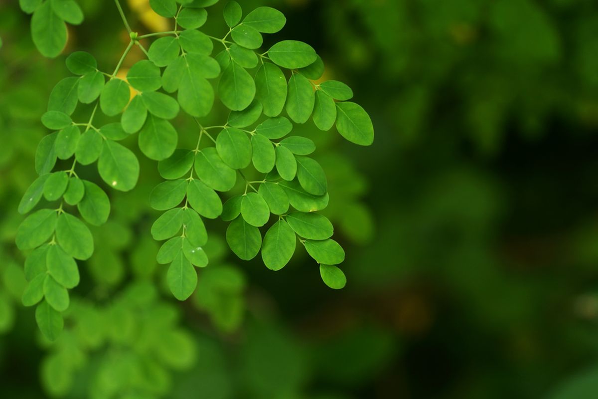 Ilustrasi daun kelor (Moringa oleifera).