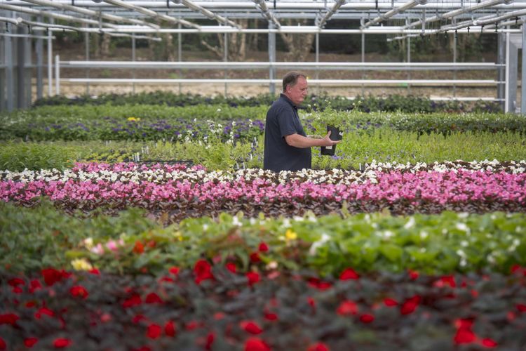Manager kebun bunga Mike Jones memeriksa bunga geranium Dusky Cranesbill yang ditanam untuk pernikahan Pangeran Harry dan Meghan Markle, di Royal Parks Nursery di Hyde Park, London 14 Mei 2018. / AFP PHOTO / POOL / Victoria Jones