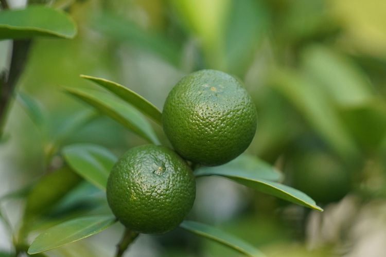 Ilustrasi tanaman lemon cui. 