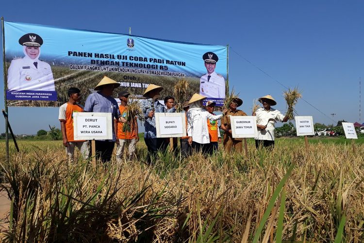 Gubernur Jatim, Khofifah Indar Parawansa ujicoba panen padi Ratun di Sidoarjo, Senin (17/6/2019)