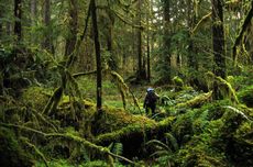 Hutan Hujan Tropis: Pengertian, Ciri-ciri, dan Manfaatnya