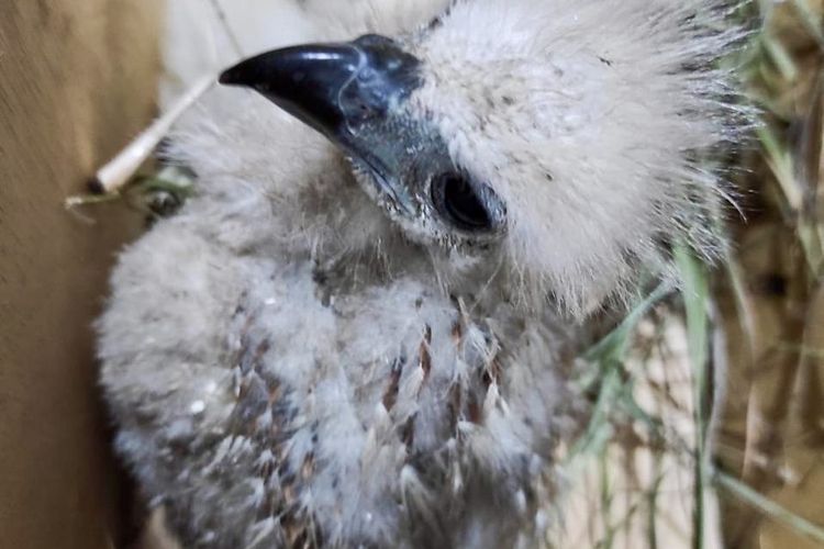 Pasokan 11.000 Toko Burung di Jawa Ancam Konservasi Lampung, 14 Ribu Ekor Disita di Bakauheni