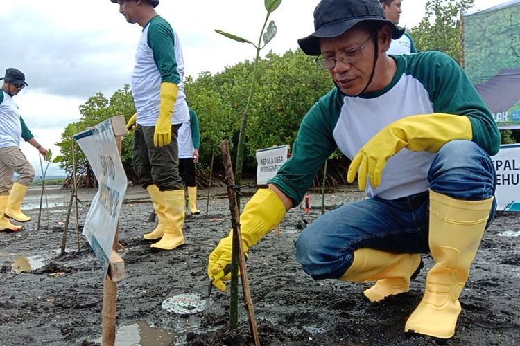 Penanaman pohon mangrove di Pantai Teluk Pangpang Banyuwangi 