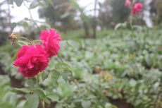 Mencari Nilai Tambah Bunga Mawar Lereng Gunung Lawu