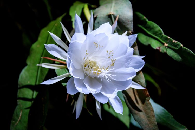 Bunga Wijaya Kusuma Putih / Toko tanaman online bergaransi melayani
