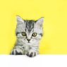 Berapa Lama Masa Hidup Kucing Tabi?