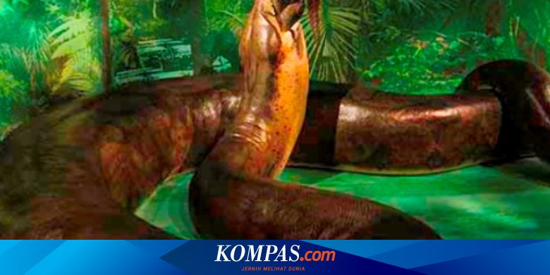 Titanoboa Vs Anaconda Ular Besar Dari Wilayah Tropis Halaman All Kompas Com