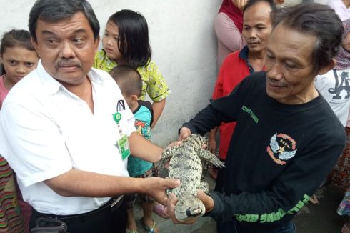 Warga: Pelihara Ayam Bisa Bertelur, Kalau Pelihara Buaya Saya Dapat Apa? 