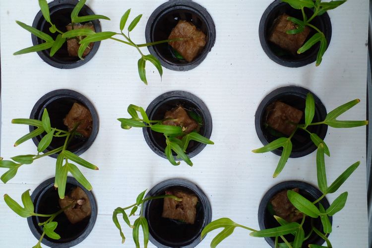 Ilustrasi kangkung, ilustrasi hidroponik.