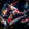 Arti Warna Ikan Koi Menurut Feng Shui, Bisa Bawa Hoki ke Rumah