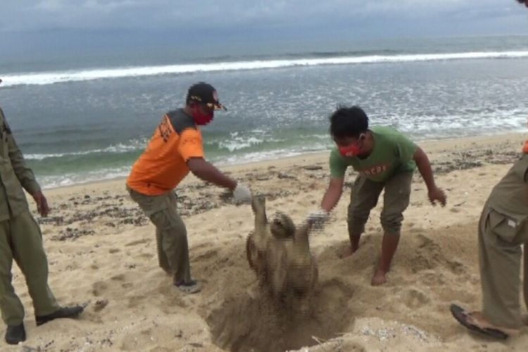 Petugas SAR Satlinmas Wilayah II Gunungkidul Mengubur Bangkai Penyu di Pantai Sepanjang Sabtu (28/11/2020)