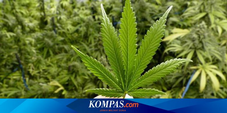 Studi Baru Ungkap Ganja Bisa Ganggu Kesuburan Perempuan