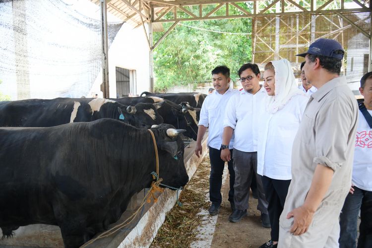 Wali Kota Semarang Hevearita Gunaryanti Rahayu atau Mbak Ita mengunjungi peternakan terpadu Jatirejo Farm di Kelurahan Jatirejo, Kecamatan Gunungpati, Kota Semarang, Rabu (16/10/2024). Mbak Ita ingin melihat secara langsung pengembangbiakan sapi wagyu yang dikenal memiliki daging premium.