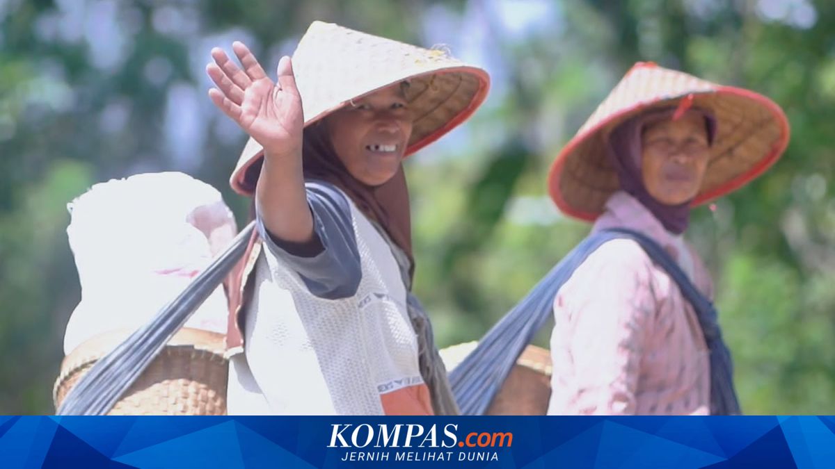 Proyek UPLAND Perkuat Daya Saing Petani Dataran Tinggi untuk Tembus Pasar Internasional