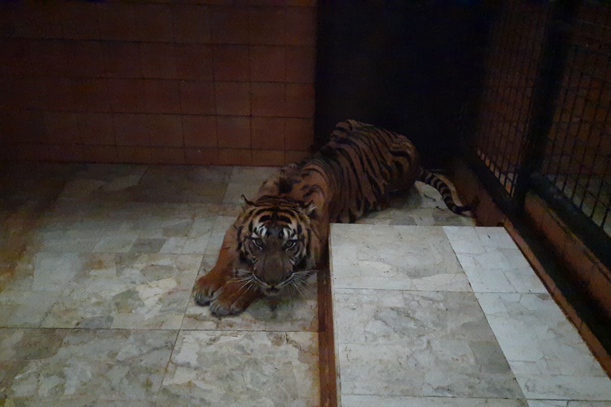 Caption : Kondisi kandang harimau di Taman Safari Indonesia (TSI) Bogor, Jawa Barat, Kamis (24/4/2025). Sejumlah harimau tampak diberi makan dan perawatan oleh petugas