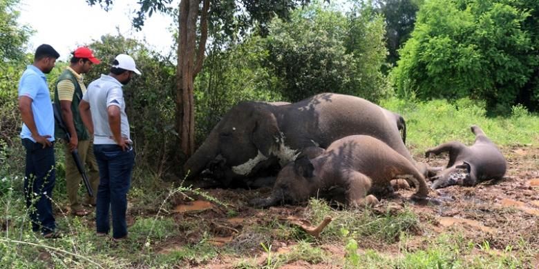 Unduh 8700 Koleksi Gambar Gajah Yang Sudah Diwarnai Paling Baru HD