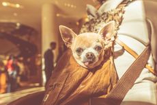 Bisa Melolong Tirukan Theme Song Star Wars, Anjing Chihuahua Ini Viral