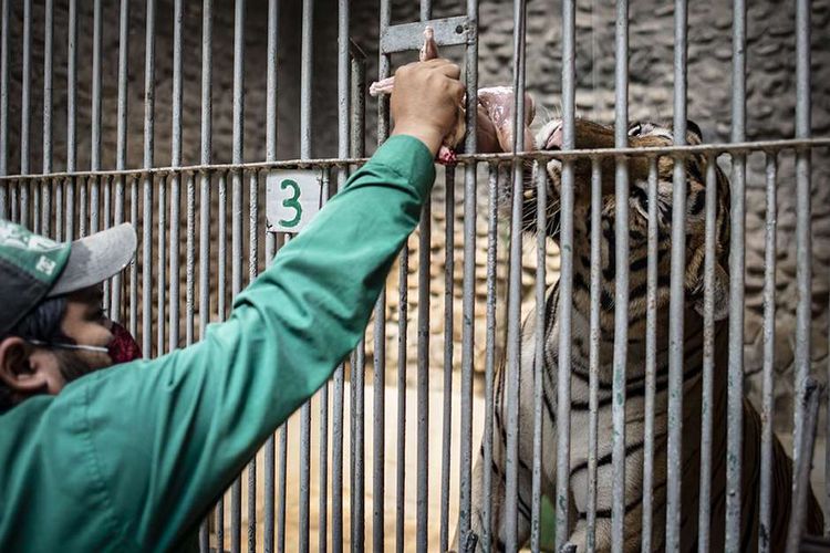 Petugas memberikan makan Harimau benggala (Panthera tigris tigris) di Taman Margasatwa Ragunan, Jakarta, Senin (20/4/2020). Pihak pengelola Taman Margasatwa Ragunan tetap melakukan perawatan terhadap seluruh satwa selama pandemi COVID-19.