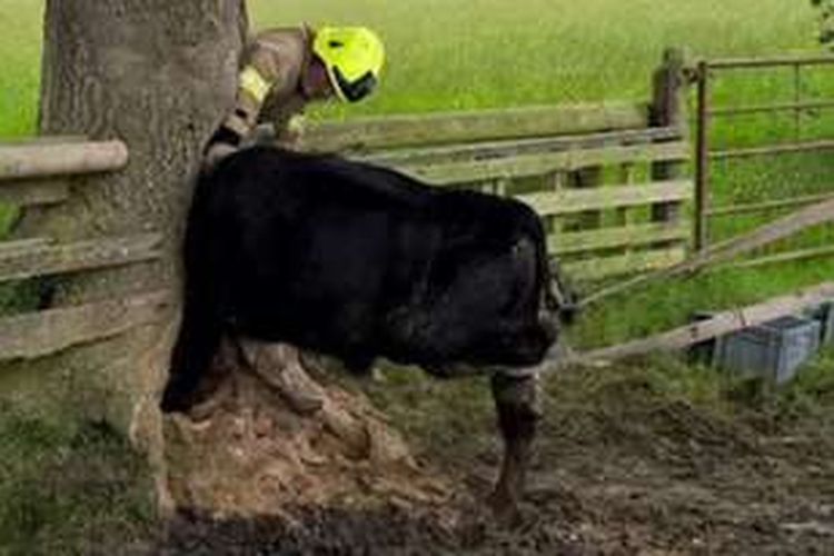 Seorang anggota pasukan pemadam kebakaran Yorkshire Utara, Inggris ini sedang memeriksa kondisi sapi yang kepalanya terjepit di sebuah batang pohon.