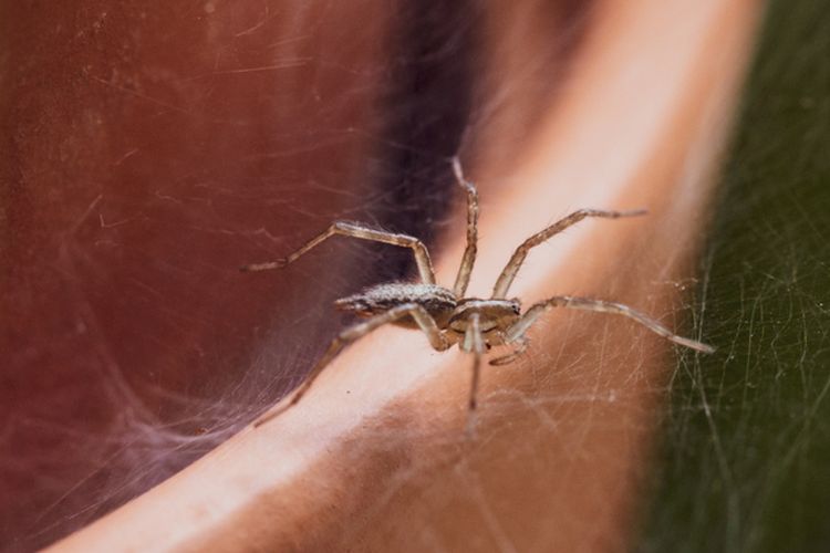 Ilustrasi laba-laba, sarang laba-laba di rumah. 