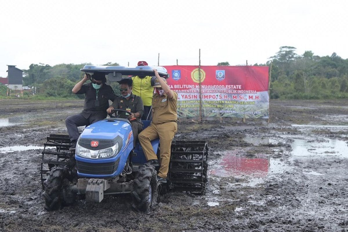 Penanaman padi pertama, di area persawahan Desa Batu Betumpang, Kecamatan Pulau Besar, Bangka Selatan, Selasa (25/8/2020).