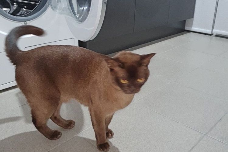 Seekor kucing bernama Oscar yang berhasi selamat setelah berada di dalam mesin cuci selama 12 menit.