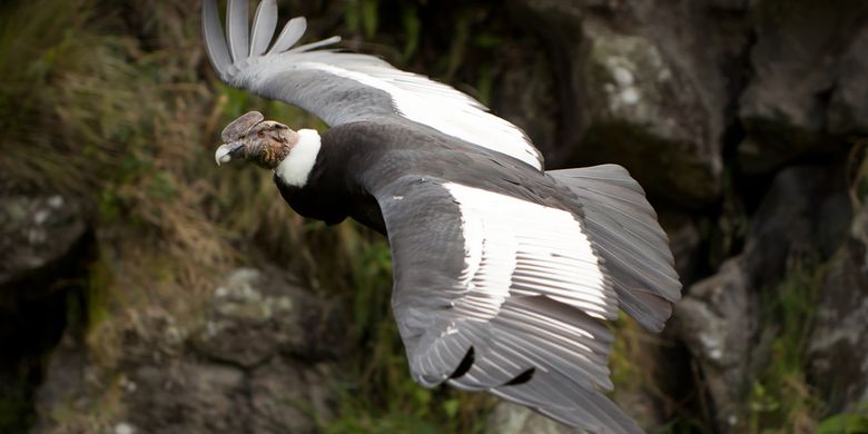 Burung kondor andes (Vultur gryphus), salah satu burung terbesar di dunia. Burung ini dapat terbang tanpa mengepakkan sayap hingga beberapa jam.