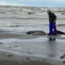 2.500 Anjing Laut Ditemukan Mati di Sepanjang Pantai Laut Kaspia